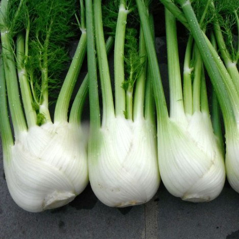 fennel