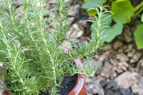 rosemary